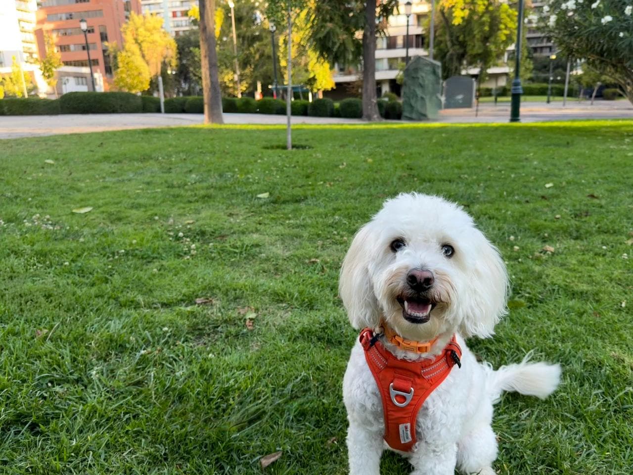 Happy dog playing at the park